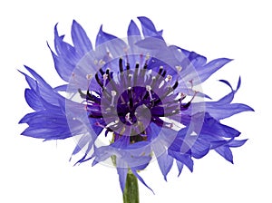 Bouquet of blue cornflowers isolated on white background