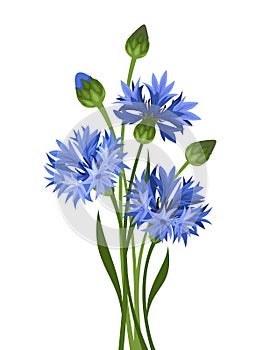 Bouquet of blue cornflowers. Vector illustration.