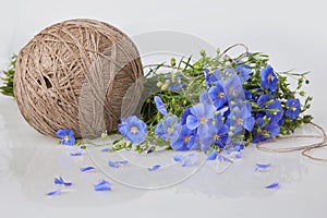 Bouquet of blue Flax flowers and Linen thread ball on a white background