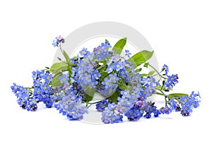 Bouquet of blue flowers forget-me-not on a white background