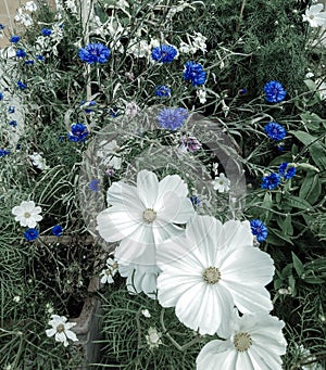 Bouquet of blue flowers,love in a mist