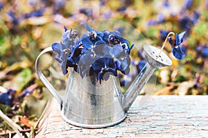 A bouquet of blue of forest flowers in a tin watering can on a blue wooden retro board on a flower meadow close-up.