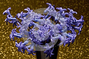 Bouquet of blue geacinth flower with dew drops on a golden background