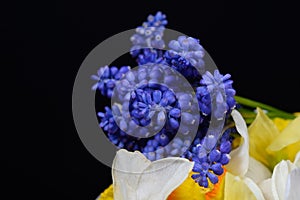 Bouquet of blue Grape Hyacinth, Muscari armeniacum flowers and y