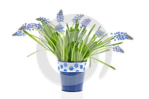 Bouquet blue grape Hyacinths