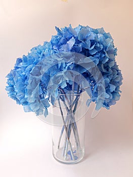 Bouquet of blue hydrangea in a vase on a white background. Nature. Flowers. Welcome card.