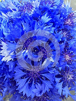 A bouquet of blue knapweed flowers on blue backdrop. Seasonal wild bluet flowers. Beautiful wild bluet flower. Seasonal wild