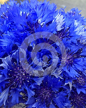 A bouquet of blue knapweed flowers on blue backdrop. Seasonal wild bluet flowers. Beautiful wild bluet flower. Seasonal wild