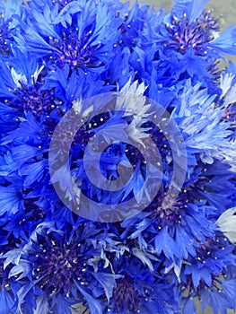 A bouquet of blue knapweed flowers on blue backdrop. Seasonal wild bluet flowers. Beautiful wild bluet flower. Seasonal wild