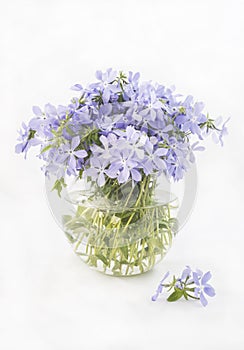 Bouquet of blue periwinkle flowers