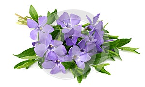 Bouquet of blue periwinkle with green leaves isolated on white background. Vinca minor