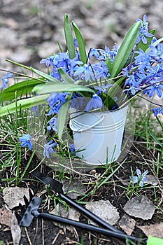 bouquet of blue snowdrops in a bucket. gardening tools. spring symbol. primrose. gardening
