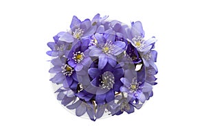A bouquet of blue violets on a white background