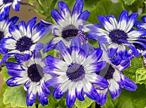 Bouquet of blue whire senetti cineraria flowers photo