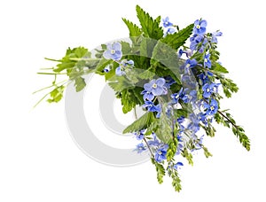 Bouquet of blue wild flowers.