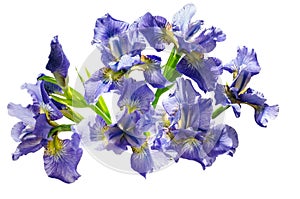 Bouquet blueflag or iris flower Isolated on white background photo