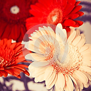 Bouquet of bright colorful gerbera flowers