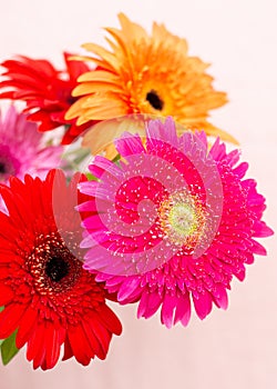 Bouquet of bright flowers of chrysanthemums