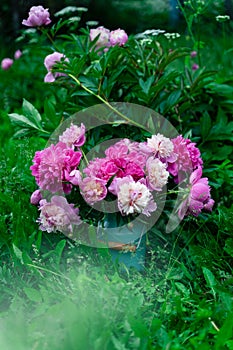 Bouquet of bright pink peonies in milk can standing in grass near peony bush