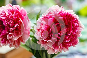 Bouquet of bright pink peonies in vase