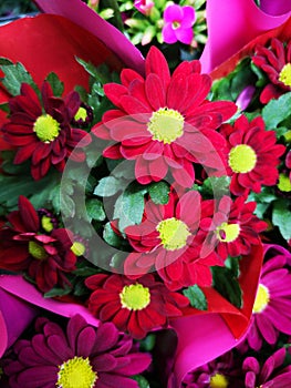 Bright red flower blossom