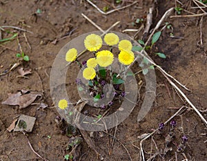 A bouquet of bright yellow coltsfoot flowers emerging in spring