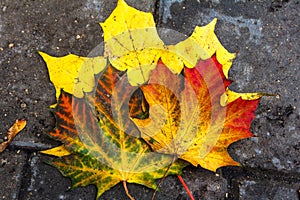 Bouquet of brightly colored autumn leaves.