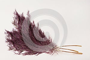 Bouquet of brown violet cattail reeds on paper background