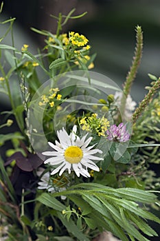 Bouquet, bunch of meadow flowers, daisies closeup. Holiday, romantic vacation, summer concept