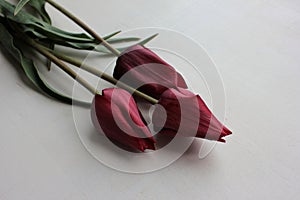 Bouquet of burgundy tulips on white wooden background with copy space