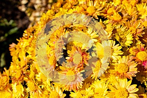 Bouquet, bush of yellow flowers chrysanthemum background - outdoors, garden