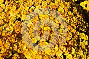 Bouquet, bush of yellow flowers chrysanthemum background - outdoors, garden