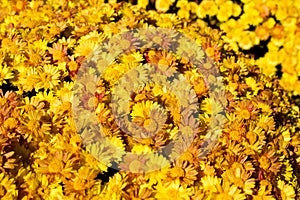 Bouquet, bush of yellow flowers chrysanthemum background - outdoors, garden