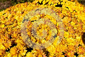 Bouquet, bush of yellow flowers chrysanthemum background - outdoors, garden