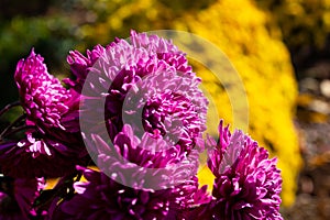 Bouquet, bush yellow and pink flowers chrysanthemum background - outdoors, garden