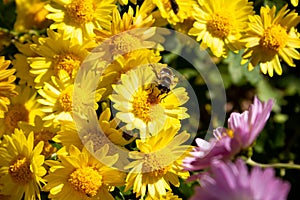 Bouquet, bush yellow and pink flowers chrysanthemum background - outdoors, garden