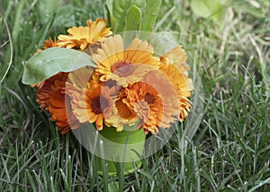 bouquet of calendula on the grass top view with a copy of the space
