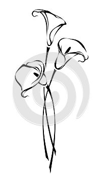 Bouquet of calla lily flowers. Contour drawing of calla flowers. Vector black and white illustration