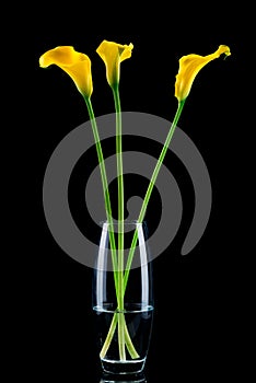 Bouquet of callas in the vase