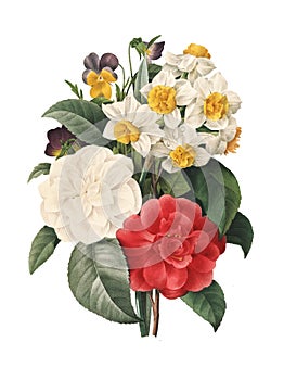 Botanical illustration photo