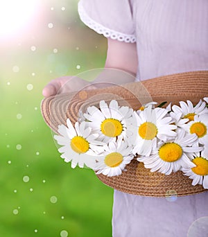 Bouquet of camomiles in a straw hat in woman hands
