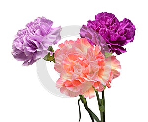 Bouquet carnation flower isolated on white background