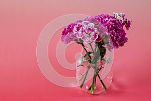 Bouquet of carnation in a red gradation background