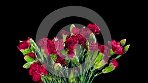 Bouquet of Carnations bloom and fade, time-lapse with alpha channel