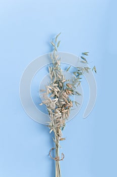 A bouquet of cereal oats lies on a blue background