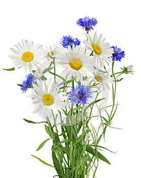 Bouquet of chamomile and cornflowers without shadow