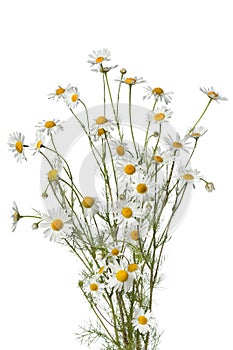 Bouquet of chamomile flowers