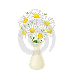 Bouquet of chamomile in  white vase isolated. Vector illustration of beautiful daisy flowers