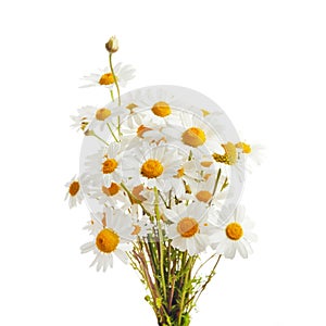 Bouquet of Chamomiles or Daisy isolated on a white background.