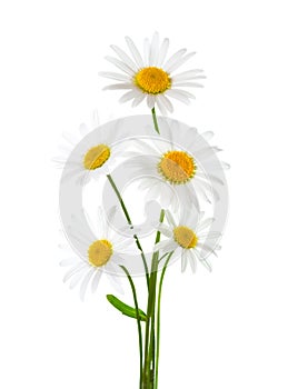 Bouquet of Chamomiles Ox-Eye Daisy isolated on a white background